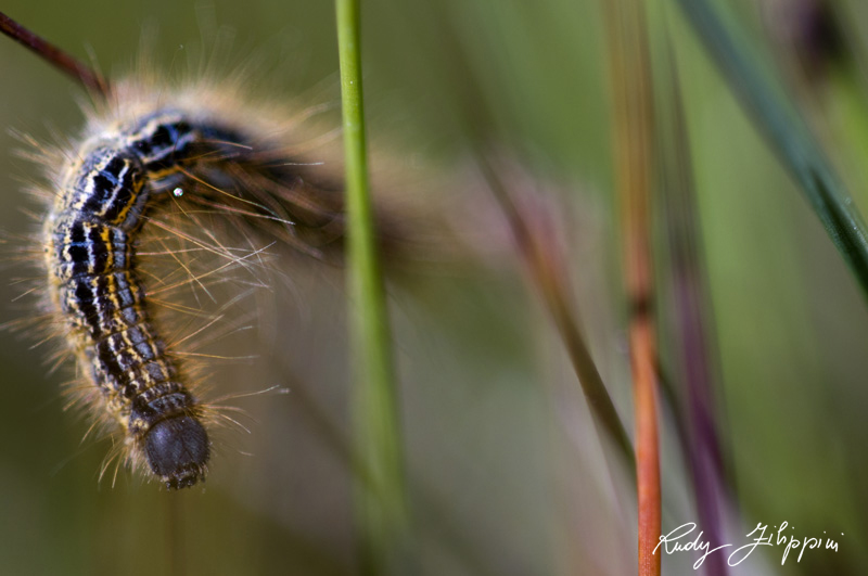 02 nikon d300 2010 2788