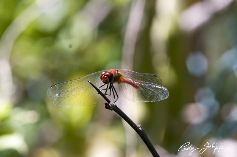 03 nikon d300 2011 3072