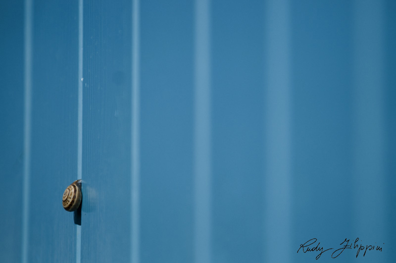 11 nikon d300 2011 2940