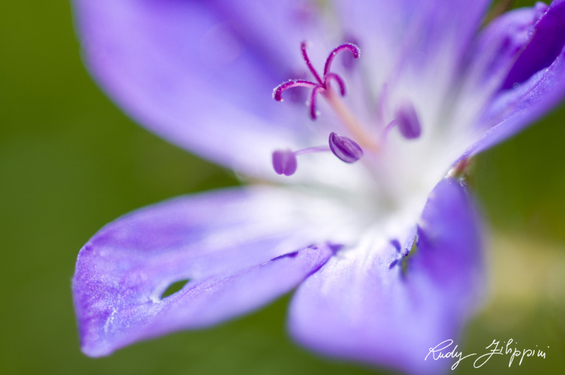 02 nikon d300 2010 2758