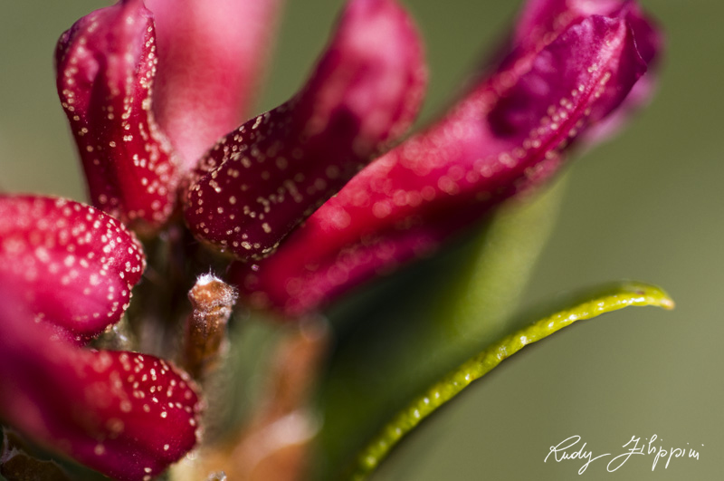 03 nikon d300 2010 2780