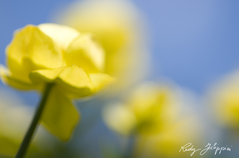 06 nikon d300 2010 2879