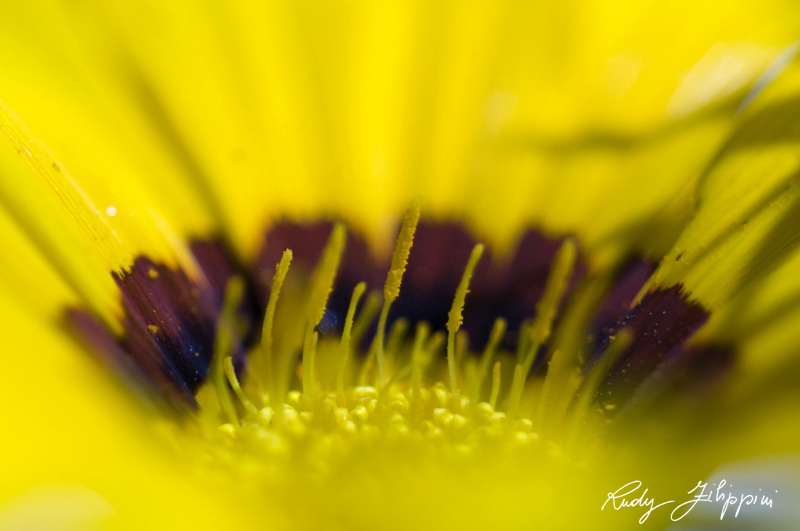 07 nikon d300 2011 2868