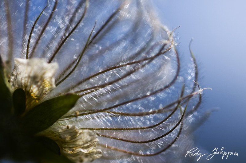 08 nikon d300 2010 2861
