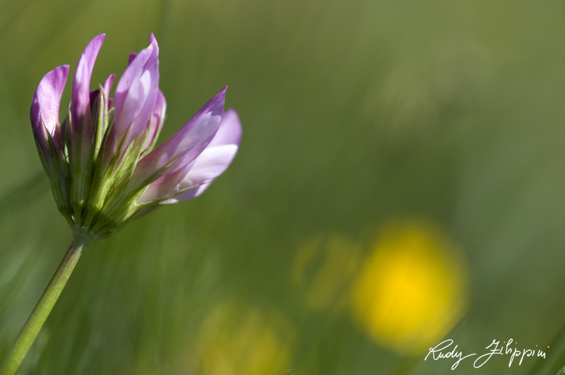 09 nikon d300 2010 2875