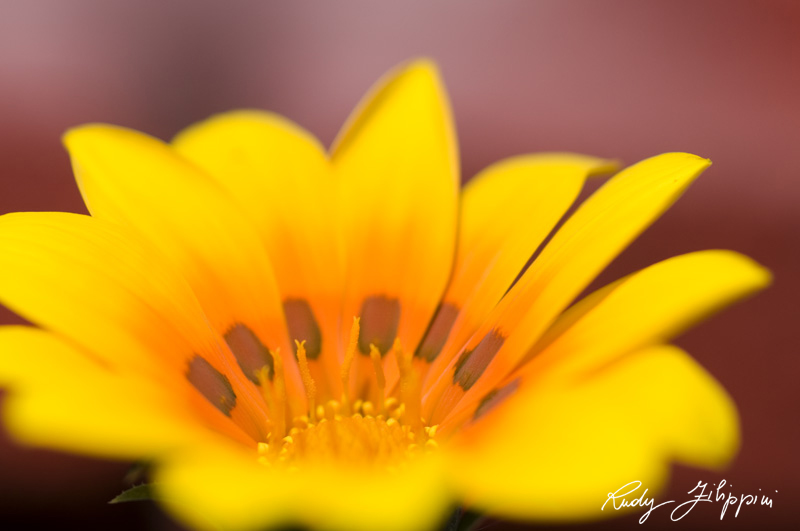 10 nikon d300 2011 2875