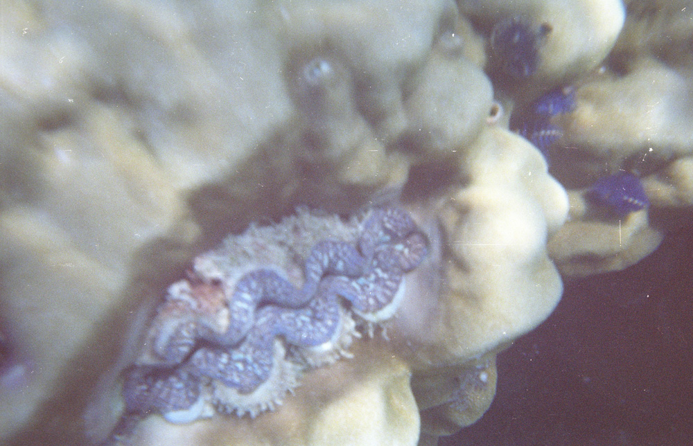 neg 00117
